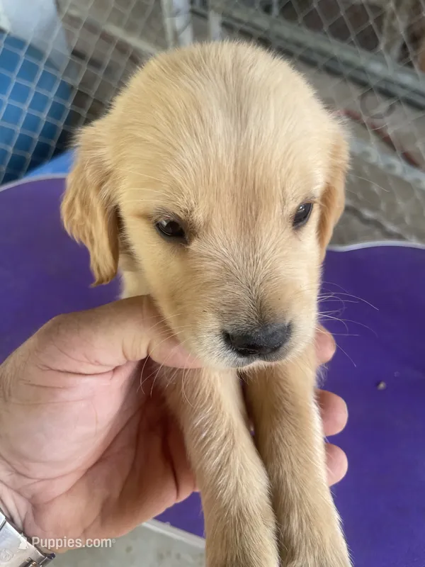 G Boy 1 – Golden Retriever puppy for sale in Fitzgerald, GA