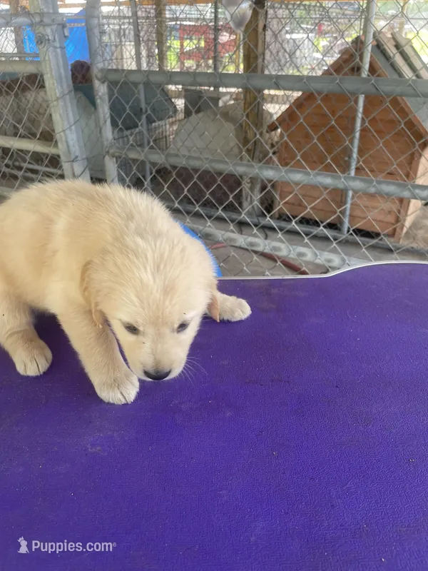 G. Boy 5 – Golden Retriever puppy for sale in Fitzgerald, GA