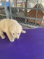 G. Boy 5, a male Golden Retriever for sale in Fitzgerald, GA – 1 of 3