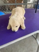 G. Boy 5, a male Golden Retriever for sale in Fitzgerald, GA – 2 of 3