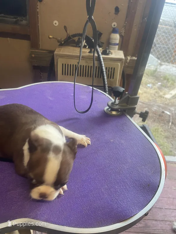 Boston female   1 – Boston Terrier puppy for sale in Fitzgerald, GA