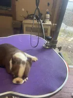 Boston female   1, a female Boston Terrier for sale in Fitzgerald, GA – Photo 1 of 5