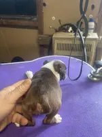 Boston female   1, a female Boston Terrier for sale in Fitzgerald, GA – Photo 4 of 5