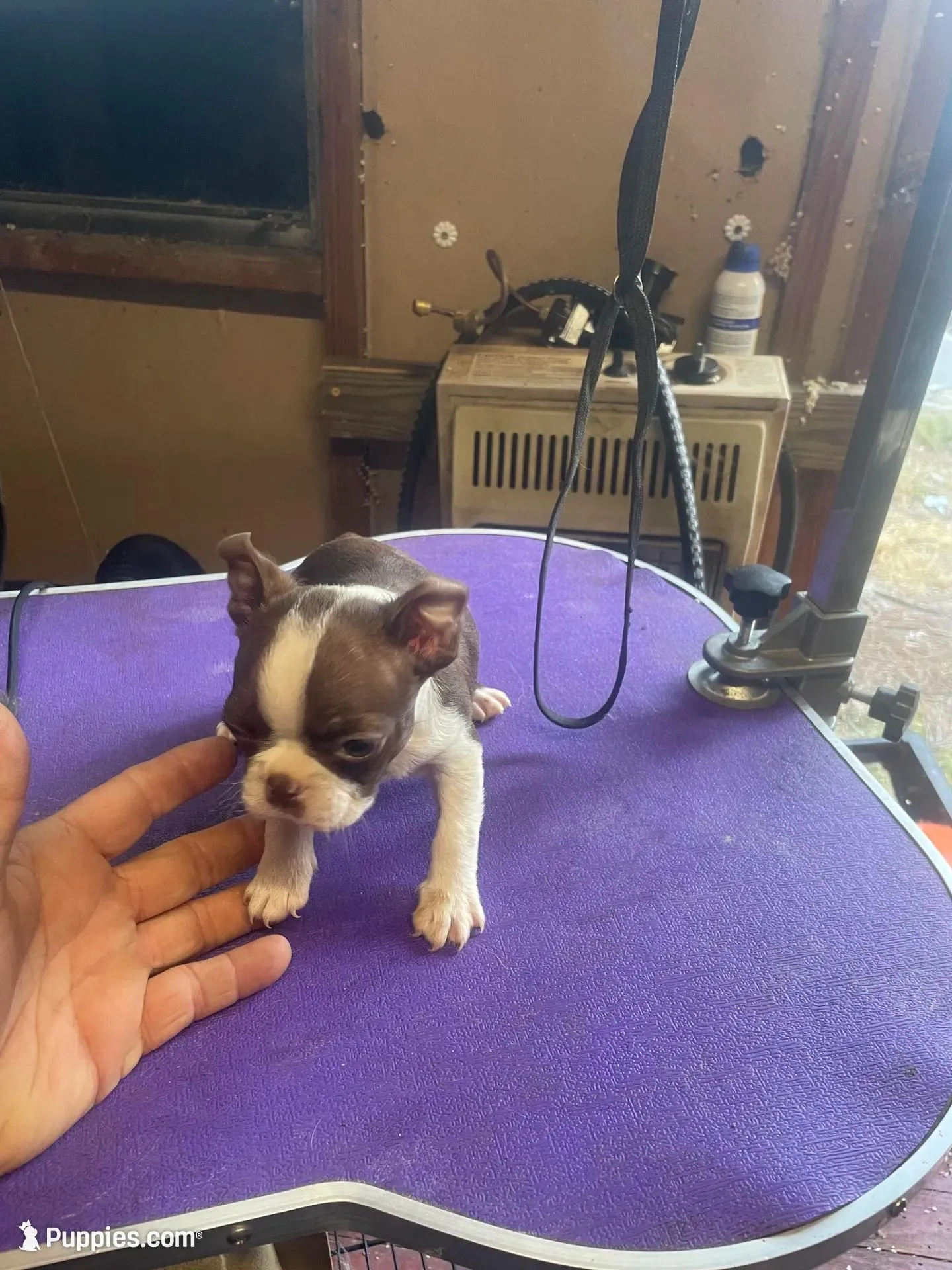 Boston female   1, a female Boston Terrier for sale in Fitzgerald, GA – Photo 3 of 5