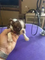 Boston female   1, a female Boston Terrier for sale in Fitzgerald, GA – Photo 5 of 5