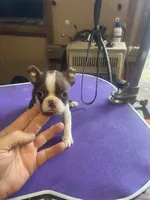 Boston female   1, a female Boston Terrier for sale in Fitzgerald, GA – Photo 2 of 5