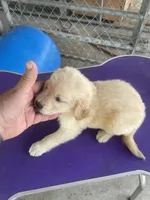 G Boy 2, a male Golden Retriever for sale in Fitzgerald, GA – 3 of 3