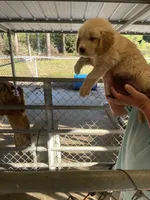 Golden boy    1, a male Golden Retriever for sale in Fitzgerald, GA – 3 of 3