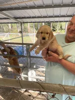 Golden girl , a female Golden Retriever for sale in Fitzgerald, GA – 3 of 3