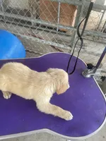 G Boy 1, a male Golden Retriever for sale in Fitzgerald, GA – 3 of 3