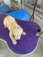 G Boy 1, a male Golden Retriever for sale in Fitzgerald, GA – 2 of 3