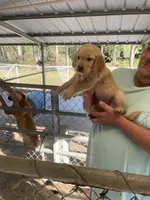 Golden girl , a female Golden Retriever for sale in Fitzgerald, GA – 1 of 3