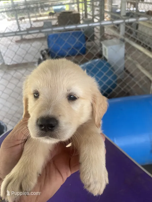 G Boy 3 – Golden Retriever puppy for sale in Fitzgerald, GA