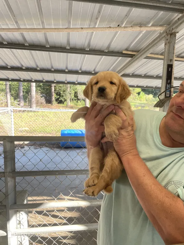 Golden boy 3 – Golden Retriever puppy for sale in Fitzgerald, GA
