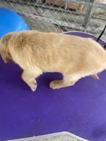 G   Girl 2, a female Golden Retriever for sale in Fitzgerald, GA – 2 of 3