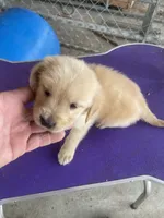 G Girl  1, a female Golden Retriever for sale in Fitzgerald, GA – 2 of 3