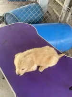 G. Boy 5, a male Golden Retriever for sale in Fitzgerald, GA – 3 of 3