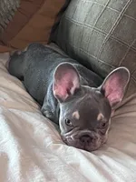 Frankie , a male French Bulldog for sale in Riverview, FL – 3 of 3