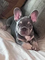 Frankie , a male French Bulldog for sale in Riverview, FL – 1 of 3