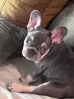 Frankie , a male French Bulldog for sale in Riverview, FL – 2 of 3