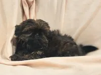 Red girl, a female Shih Tzu for sale in Forest City, NC – Photo 3 of 3