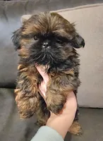 Red girl, a female Shih Tzu for sale in Forest City, NC – Photo 1 of 3