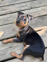 Harley, a male Miniature Pinscher for sale in Newnan, GA – Photo 2 of 5
