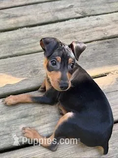 Harley, a male Miniature Pinscher for sale in Newnan, GA – Photo 1 of 5