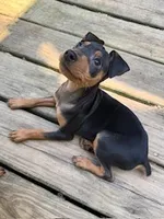 Harley, a male Miniature Pinscher for sale in Newnan, GA – Photo 3 of 5