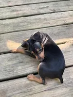 Harley, a male Miniature Pinscher for sale in Newnan, GA – Photo 4 of 5