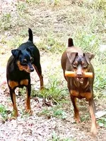 Kruze , a male Miniature Pinscher for sale in Newnan, GA – Photo 6 of 6