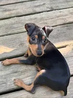 Harley, a male Miniature Pinscher for sale in Newnan, GA – Photo 5 of 5