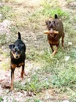 Ninja , a male Miniature Pinscher for sale in Newnan, GA – 5 of 5