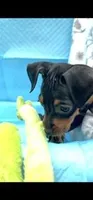 Ninja , a male Miniature Pinscher for sale in Newnan, GA – 3 of 5