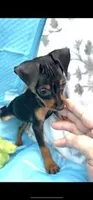 Ninja , a male Miniature Pinscher for sale in Newnan, GA – 2 of 5