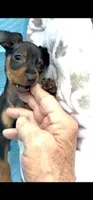 Ninja , a male Miniature Pinscher for sale in Newnan, GA – 4 of 5