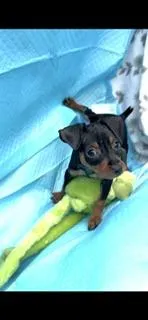 Ninja  – Miniature Pinscher puppy for sale in Newnan, GA
