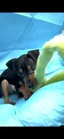 Kruze, a male Miniature Pinscher for sale in Newnan, GA – Photo 3 of 3