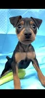 Kruze, a male Miniature Pinscher for sale in Newnan, GA – Photo 1 of 3