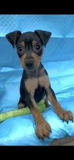 Dakota  – Miniature Pinscher puppy for sale in Newnan, GA