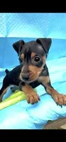 Kruze, a male Miniature Pinscher for sale in Newnan, GA – Photo 2 of 3