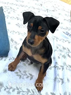 Ziggy – Miniature Pinscher puppy for sale in Newnan, GA