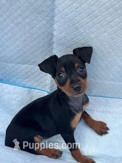 Roxy – Miniature Pinscher puppy for sale in Newnan, GA