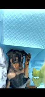 Harley  – Miniature Pinscher puppy for sale in Newnan, GA