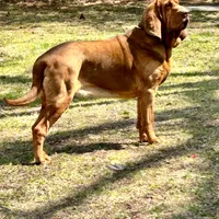Litter, a  Bloodhound for sale in Burlington, IA – Photo 7 of 10