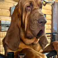 Litter, a  Bloodhound for sale in Burlington, IA – Photo 1 of 10
