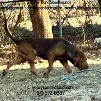Litter, a  Bloodhound for sale in Burlington, IA – Photo 2 of 10
