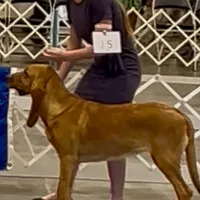 Litter, a  Bloodhound for sale in Burlington, IA – Photo 6 of 10
