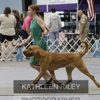Litter, a  Bloodhound for sale in Burlington, IA – Photo 4 of 10
