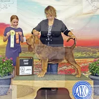 Litter, a  Bloodhound for sale in Burlington, IA – Photo 5 of 10